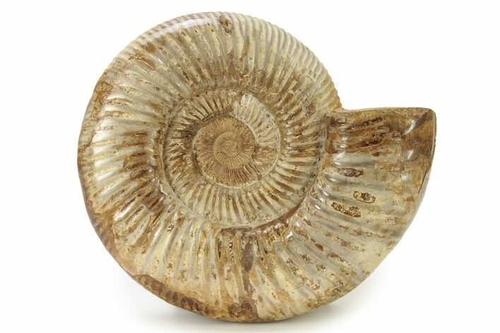 Polished Jurassic Ammonite (Perisphinctes) - Madagascar #270951